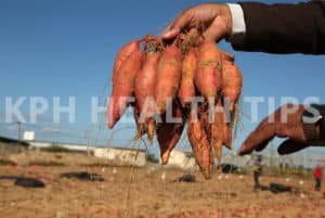 Sweet Potato benefits