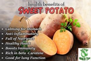 Sweet Potato