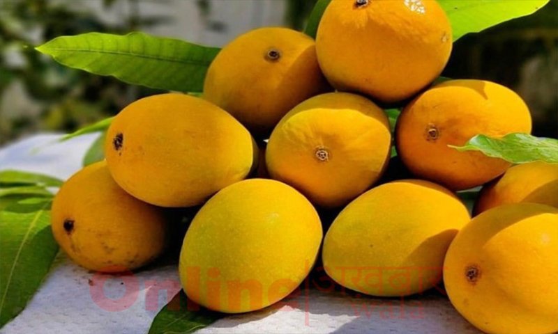 Top 5 Most Expensive Mango In The World - Hapus Mango