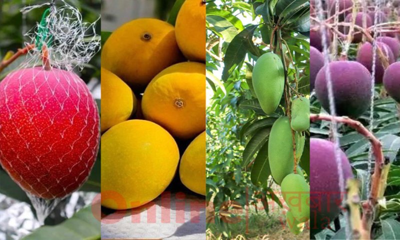 Top 5 Most Expensive Mango In The World In Hindi