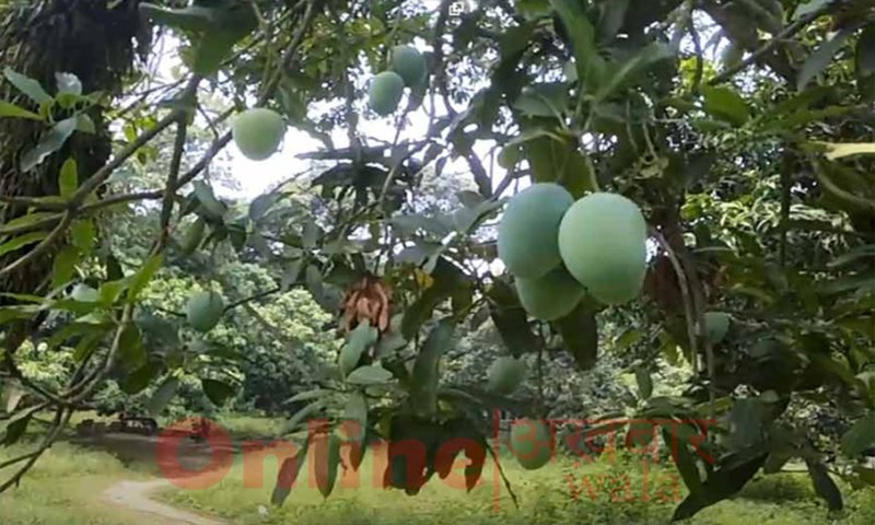 Top 5 Most Expensive Mango In The World - Kohitur Mango