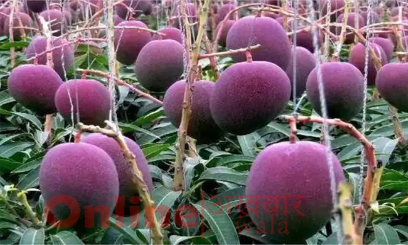 Top 5 Most Expensive Mango In The World -  Miyazaki Mango