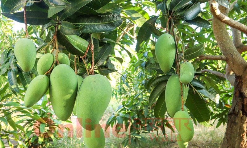 Top 5 Most Expensive Mango In The World - Nur jahan