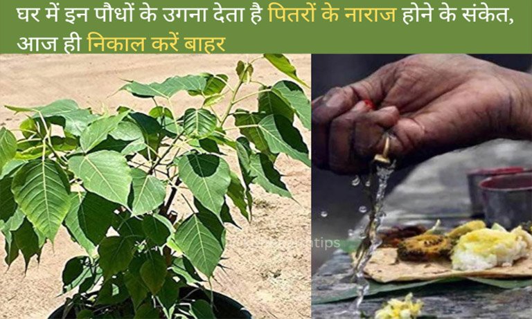 Pitra Dosh Effects in Hindi - kphhealthtips