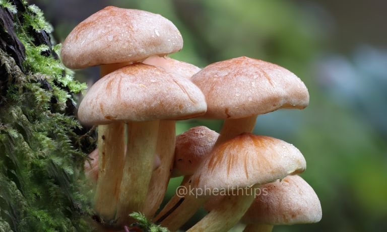 Mushroom - kphhealthtips